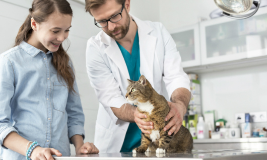 Endoscopia veterinaria: consejos para realizarla | Promedco